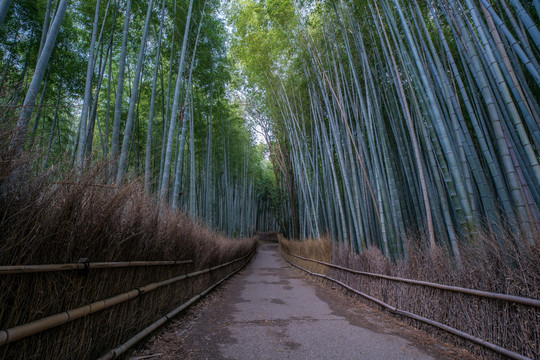 日本京都岚山竹林