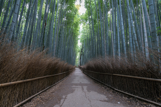 日本京都岚山竹林