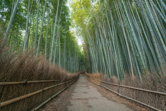 日本京都岚山竹林