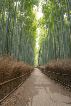 日本京都岚山竹林