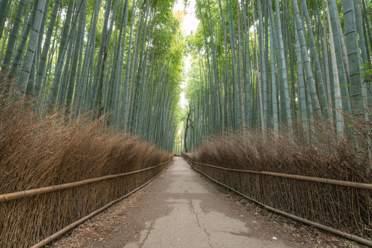 日本京都岚山竹林