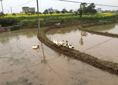 田埂上的土鸭