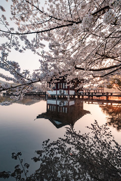 杭州西湖曲院风荷樱花