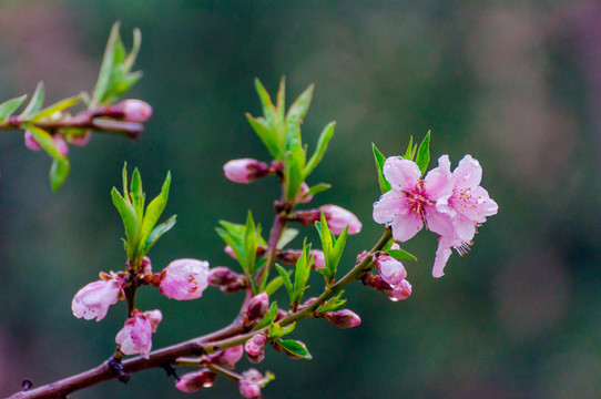 桃花开