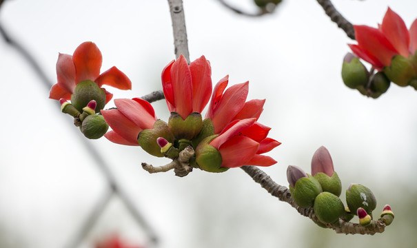 木棉花