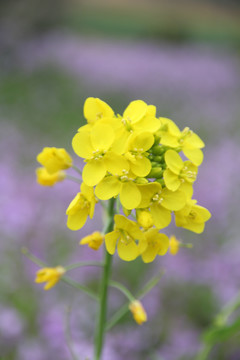 油菜花