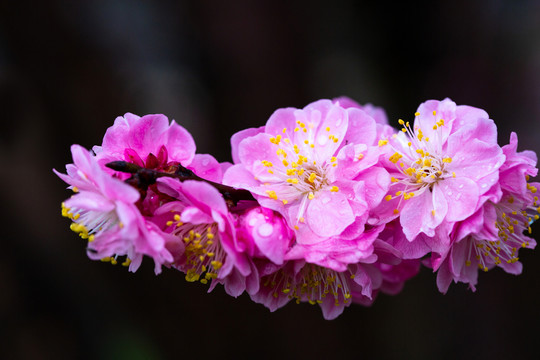 情人节花卉