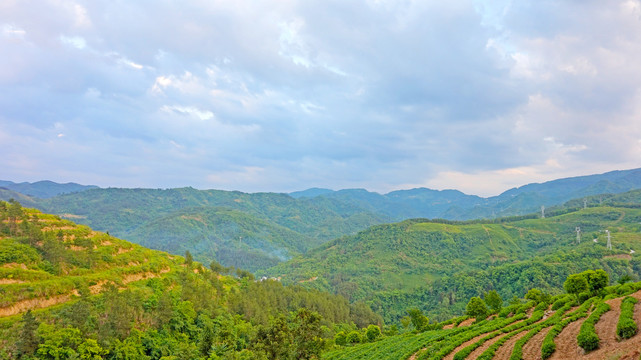 偏头山风光茶山