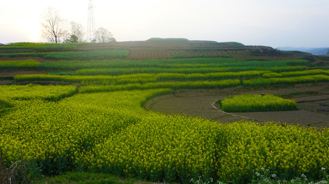 油菜四