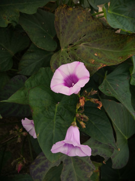 番薯花