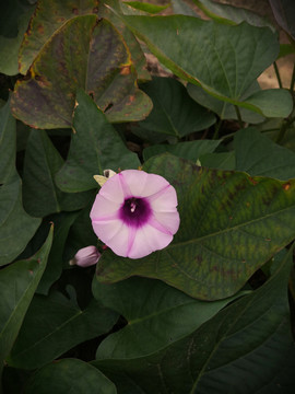 番薯花