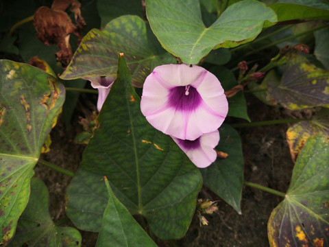 番薯花