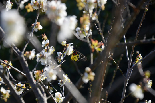 春暖花开