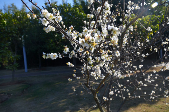 春暖花开