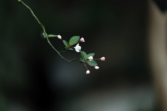 垂丝海棠