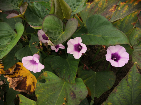 牵牛花