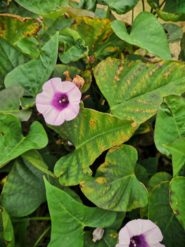 牵牛花