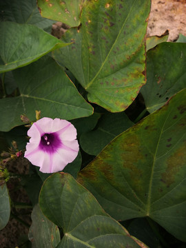 牵牛花