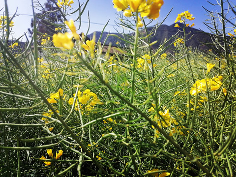 油菜花