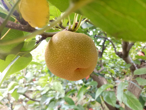 漫水湾梨子