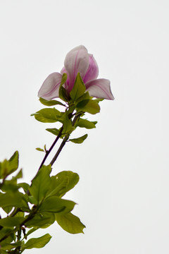 玉兰花