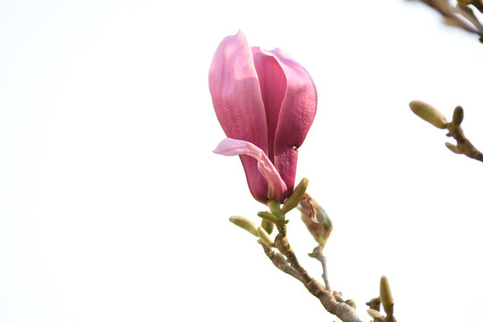 玉兰花