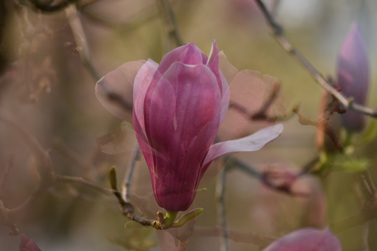 玉兰花