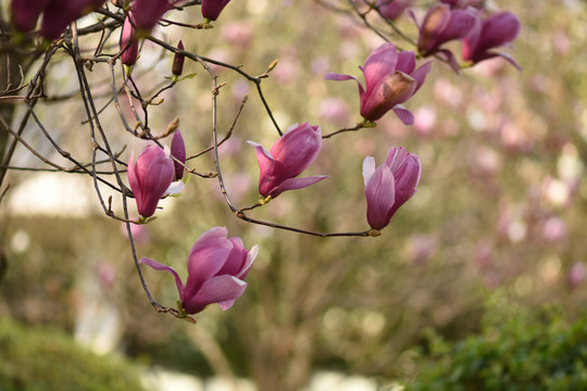玉兰花