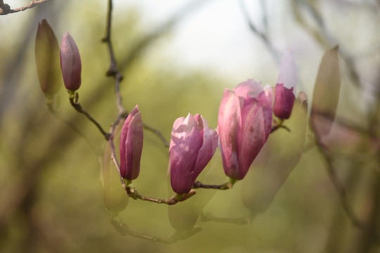 玉兰花