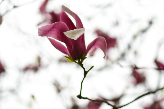 玉兰花