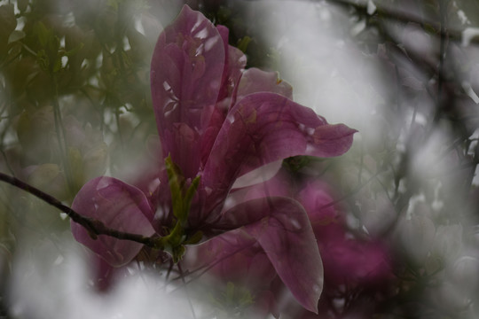 玉兰花