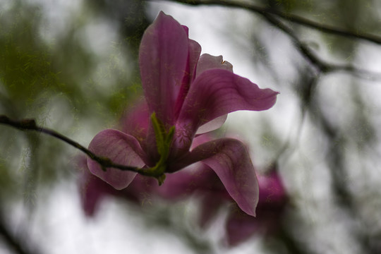 玉兰花