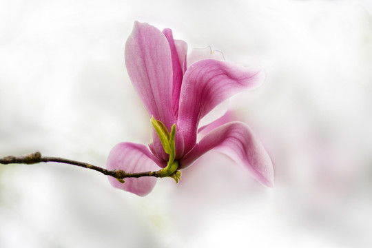 玉兰花