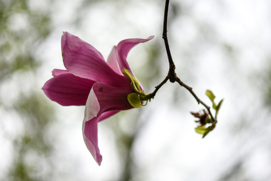 玉兰花