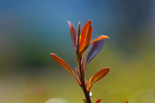 春芽嫩芽