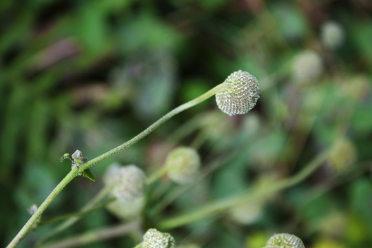 野棉花