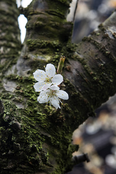 樱花1樱桃1水果