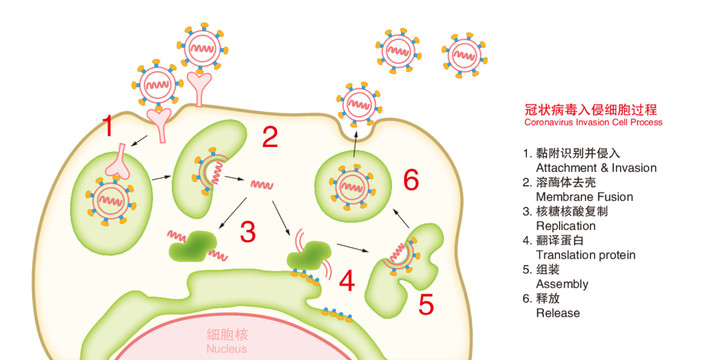 冠状病毒入侵细胞过程