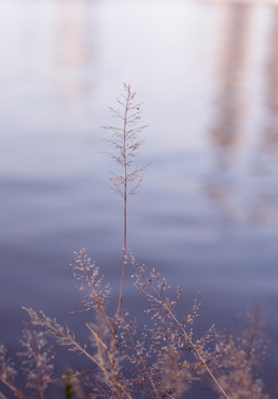 草