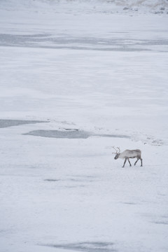 冬季雪地上的一只驯鹿