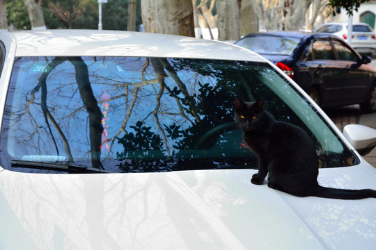 黑猫蹲在白色小车上