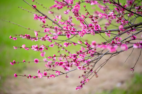 背景花卉