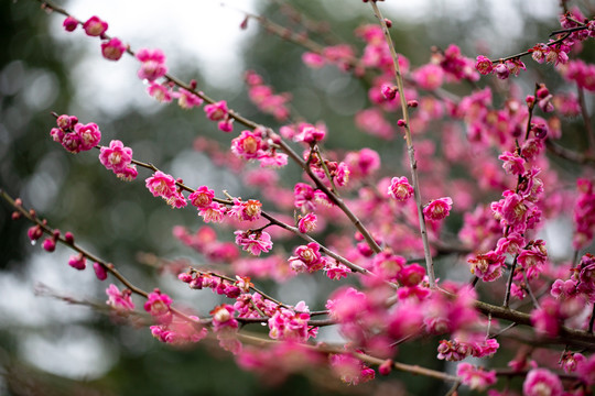 情人节花卉