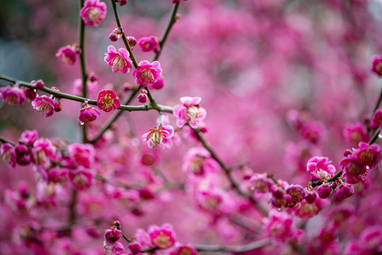 情人节花卉