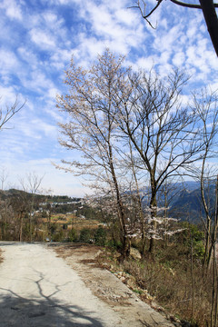 樱花