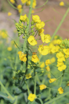 油菜花