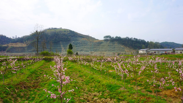 桃花岛九