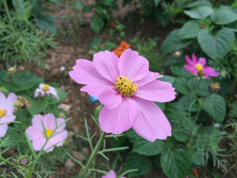 波斯菊