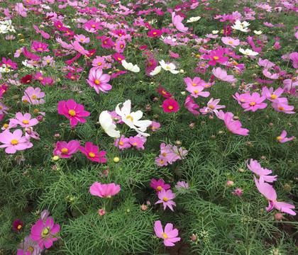 波斯菊