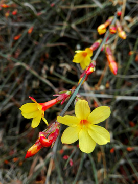 迎春花